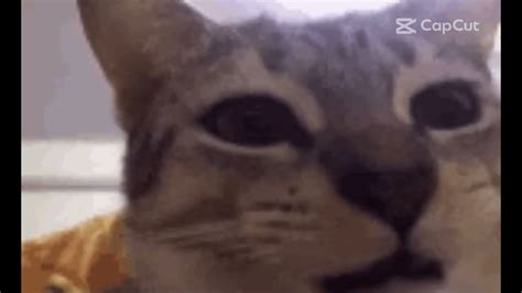 Chiro Cat Youtube