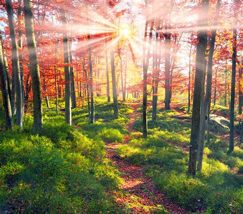 Fondos De Pantalla Ucrania Bosques Otoño Zakarpatia árboles Rayos De