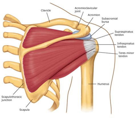 Shoulder joint is the most mobile joint of the human body. Supraspinatus: Muscle Of The Week | Sydney Physio Clinic ...