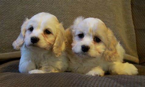 Sweet Cockapoo Puppies Curious Puppies