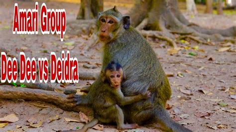 Beautiful Monkeys Dee Dee Vs Cute Baby Deidre Run Away From Stressful