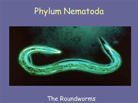 Phylum Aschelminthes Nemathelminthes Round Or Thread Worms Its