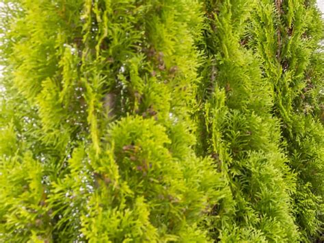 Top 15 Evergreen Bushes For Vibrant Color All Year Long