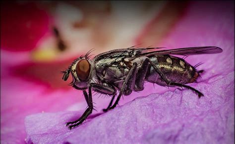 Muha Housefly Musca Domestica Eastwood Vision