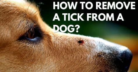 How To Remove A Tick From A Dog Stop Ticks