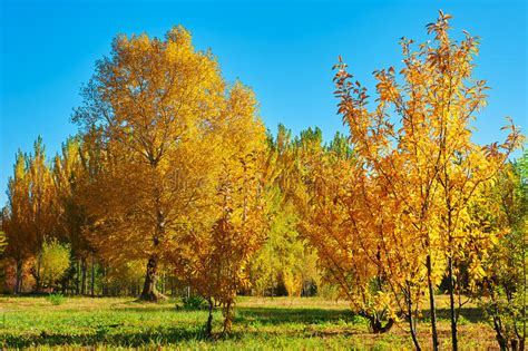 The Autumnal Trees And Blue Sky Stock Photo Image Of Avenue Forest