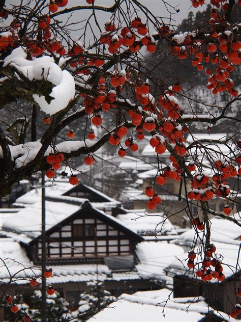 Persimmon Tree Heavy With Fruit Deep Into Winter Japan Mostbeautiful