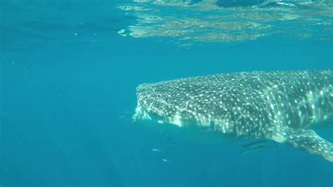 Whale Sharks 3 Ningaloo Reef Western Australia 2017 Youtube
