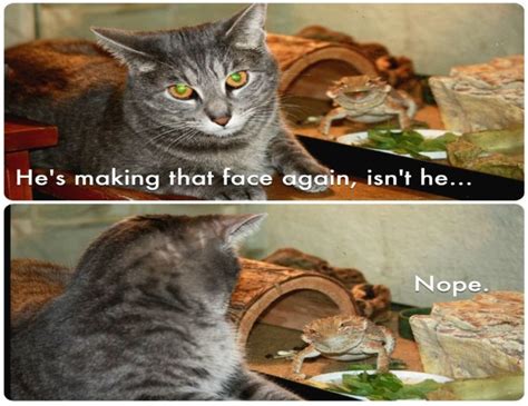 Cat Meme Quote Funny Humor Grumpy 120 Wallpapers Hd