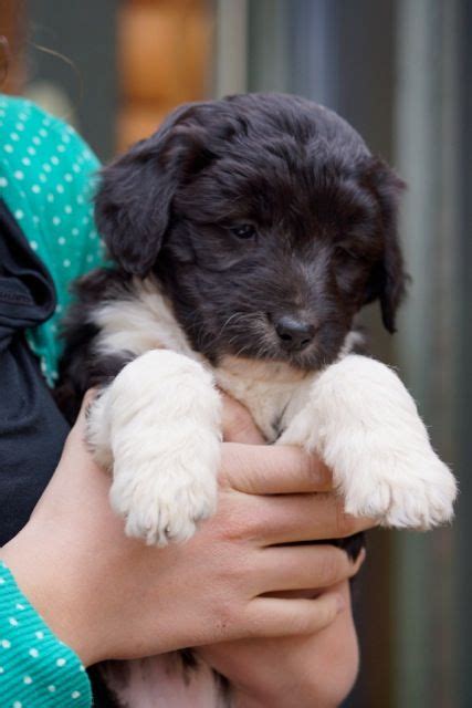 Welcoming new potential families into our extended family circle is a big deal to us. Pin by Lori Decker on love this | Bordoodle, Puppies and ...