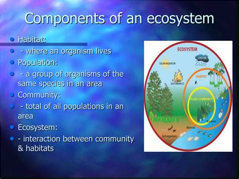 Ppt Components Of An Ecosystem Powerpoint Presentation Free Download