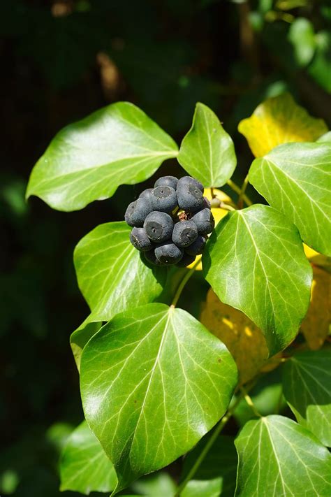 Hd Wallpaper Ivy Berries Leaves Fruit Black Ivy Fruit Fruits Common Ivy Wallpaper Flare