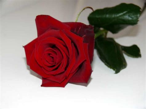 Single Red Rose Wallpapers Wallpaper Cave
