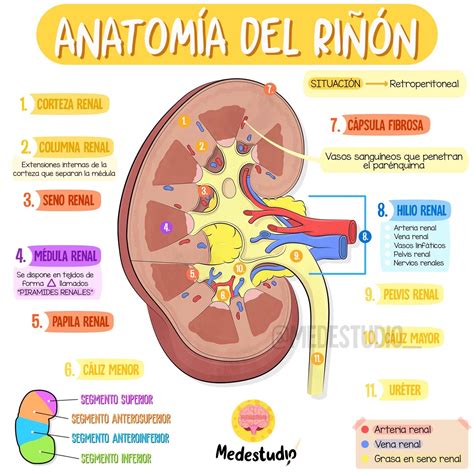 Anatomía Del Riñón Anatomía Cosas De Enfermeria Anatomía Médica