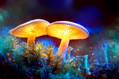 Magic Mushroom Hallucinations