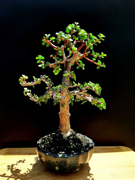 Portulacaria Afra Bonsai Tree 18 Year Old Plant Etsy