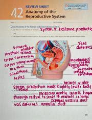 Anatomy Of The Reproductive System Review Sheet For Gross Course Hero