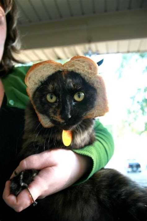 Image 243065 Cat Breading Know Your Meme
