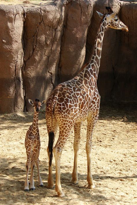 Giraffe Photos Giraffe Birth Live Animal Planet