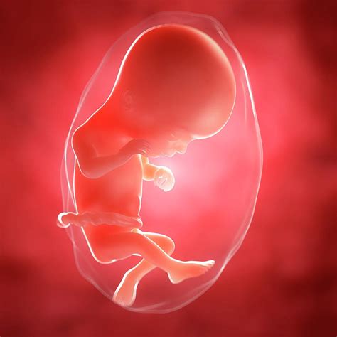 Foetus At 16 Weeks Photograph By Scieproscience Photo Library