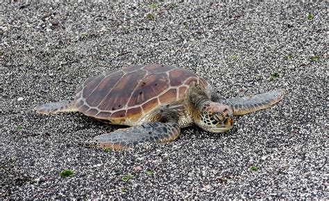The hawksbill sea turtle ( eretmochelys imbricata ) is largely tropical and common in coral reef habitats, where it feeds on …forming the shell of the hawksbill turtle ( eretmochelys imbricata ). Hawksbill Sea Turtle - "OCEAN TREASURES" Memorial Library