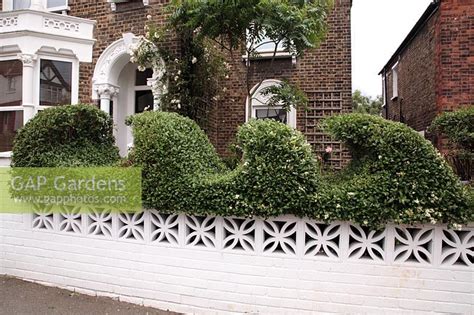Order online today for fast delivery to your doorstep! Ligustrum vulgare - ... stock photo by Janet Johnson ...