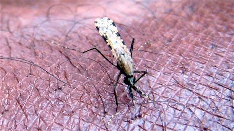 Experts Sound Alarm Over Drug Resistant Malaria Strain