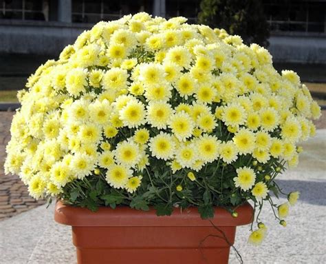 Fiori selvaggi familiari fiori dell'acquerello, fiori bianchi che sbocciano e foglie verdi, illustrazione della pianta verde con fiori bianchi, astratto, arte. Come coltivare il grisantemo - Fiori in giardino ...