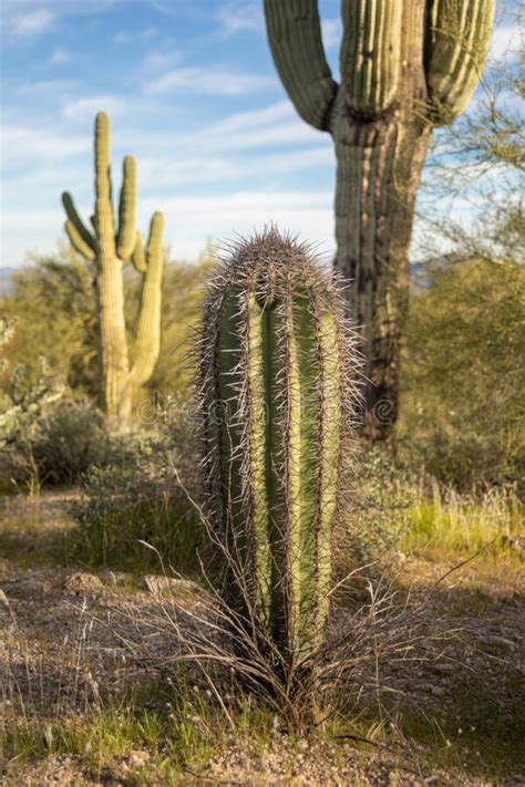 Young Saguaro Cactus In A Sonoran Desert Landscape Stock Photo Image