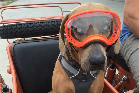 Review Cruising In Comfort Rex Specs Dog Goggle Adventure Rig
