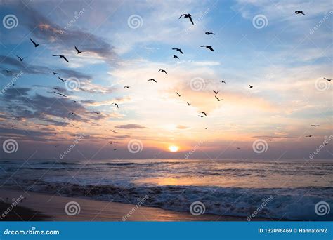 Flock Of Seagulls And Beautiful Sunset Over The Sea Stock Image Image