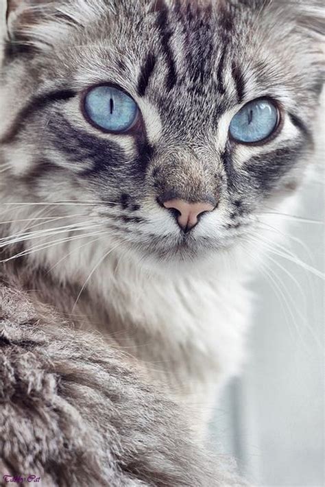 Image Grey Tabby Cat With Blue Eyes Dark Grey Tabby Cat Black Tabby