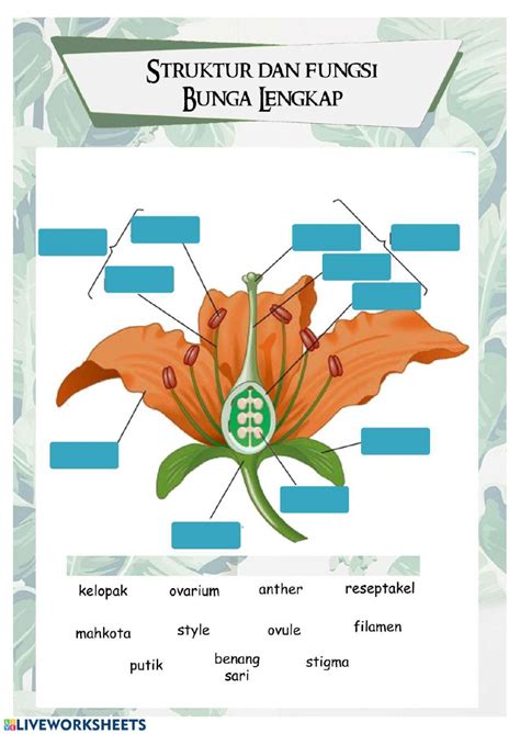 Struktur bunga dan fungsinya worksheet