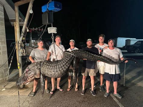 All Hands On Deck 500 Pound Alligator Caught During Alabama Hunting