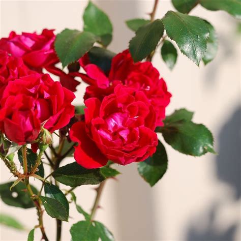 rosiers ferme de sainte marthe rosier grandes fleurs fleurs pourpres