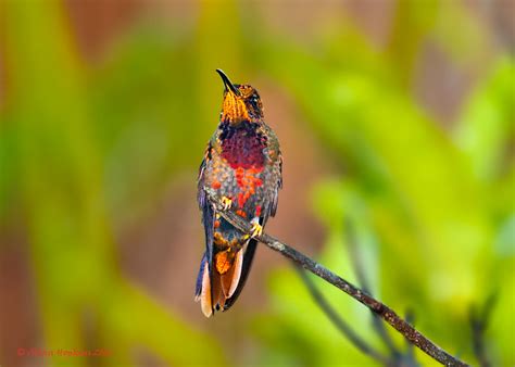 Crimson Topaz Hummingbird Topaza Pella Pella Immature Ma Flickr