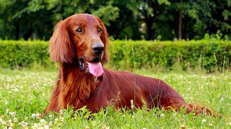 We did not find results for: Best Large Dog Breeds - Which Are the Top Family Pets?