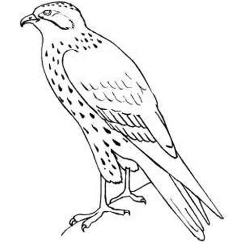 Hawk And Falcon Coloring Pages For Kids Preschool And Kindergarten