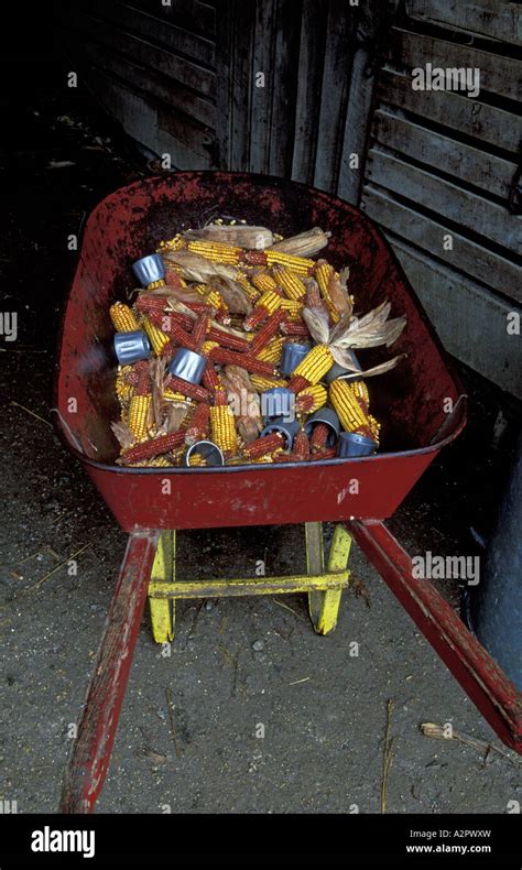 Wheelbarrow With Dried Ears Of Corn Stock Photo Alamy