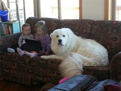 Are Great Pyrenees Good House Dogs
