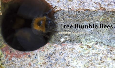 Bristol Bumble Bee Control Bumble Bee Bumble Bee