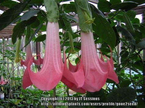 Photo Of The Bloom Of Angels Trumpet Brugmansia Pink Velvet Posted