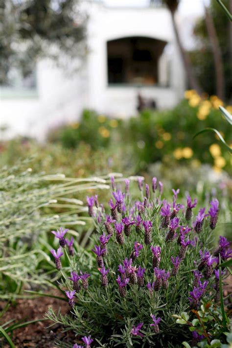 Everything You Need To Know About Lavender Plus 5 Kinds To Grow