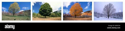 Maple Tree In Four Seasons See Images 2l3286 2l3287 2l3288 And