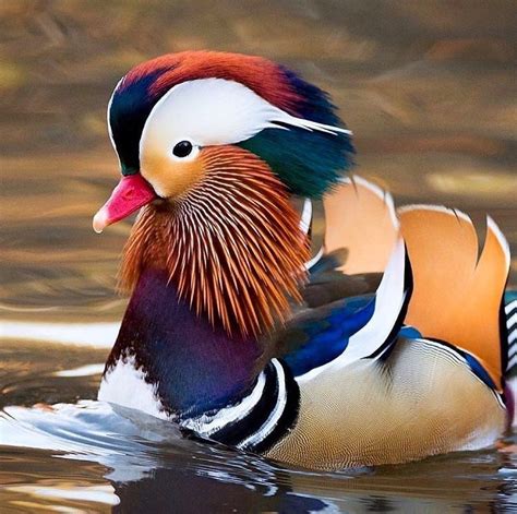 Animalgeolife On Instagram Beautiful Mandarin Duck By Exotixanimals