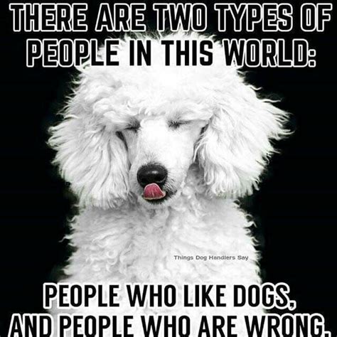 Pin By Cyril Brunsdon On All Memes Poodle Puppy Standard Poodle Mom