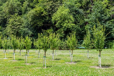 Planting One Billion Trees Tree Brothers