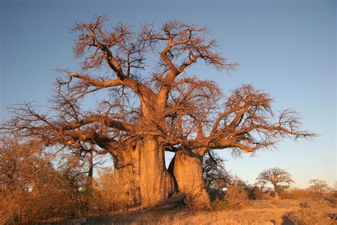 the mighty baobab tree african safari tour baobab tree safari tour my xxx hot girl
