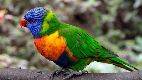 2560x1440 Colorful Parrot Bird 1440p Resolution Hd 4k