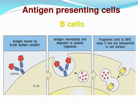 Ppt Antigen Presenting Cells And Antigen Presentation Powerpoint